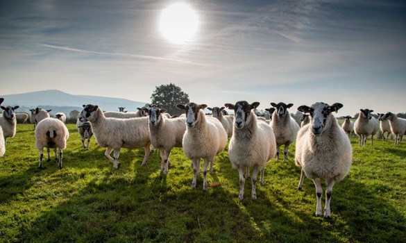 Sheep grazing at sunrise